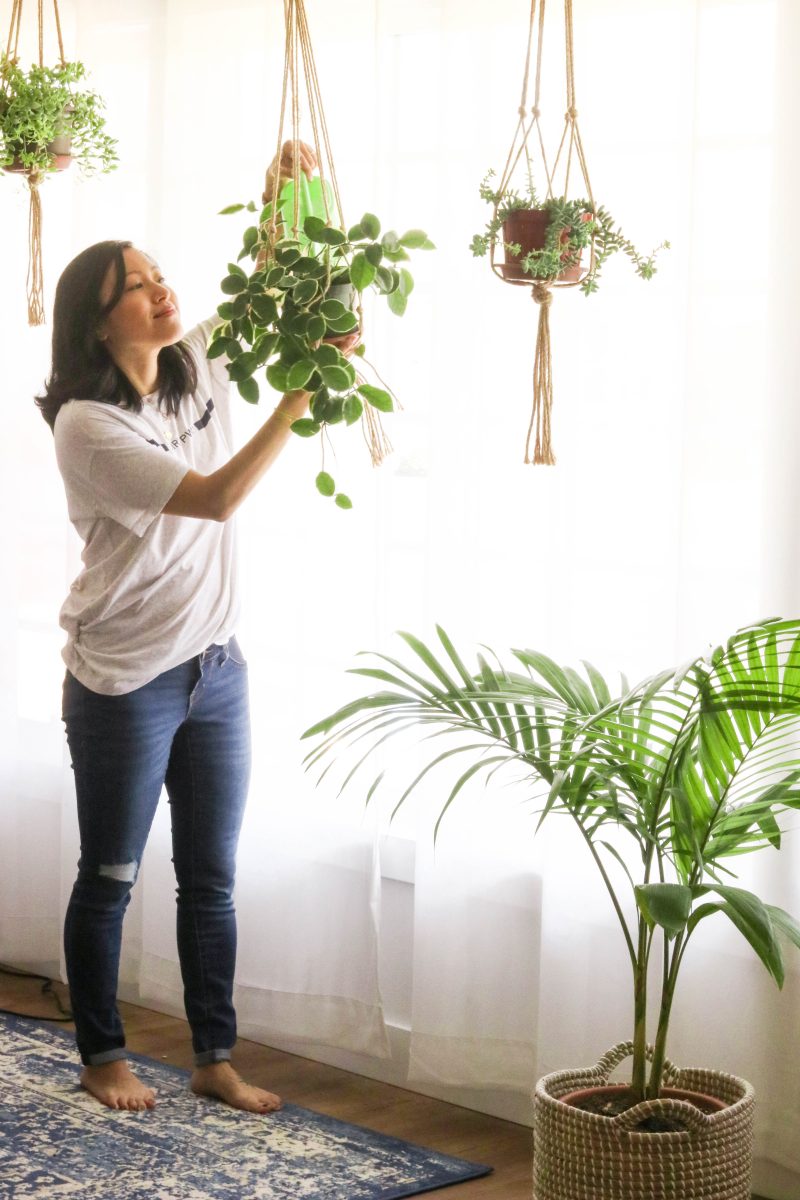 How to Take Care of Houseplants