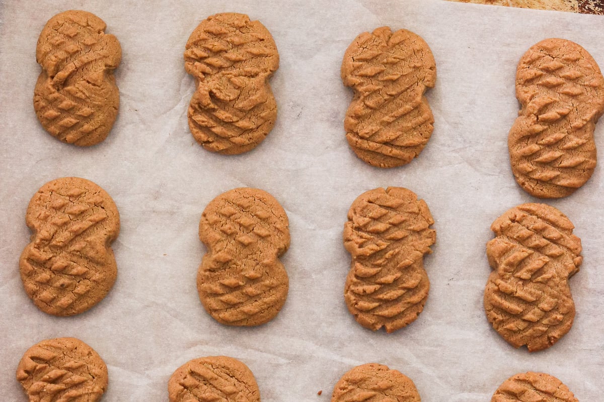 Baked gluten-free nutter butters cooling on a parchment lined baking sheet.